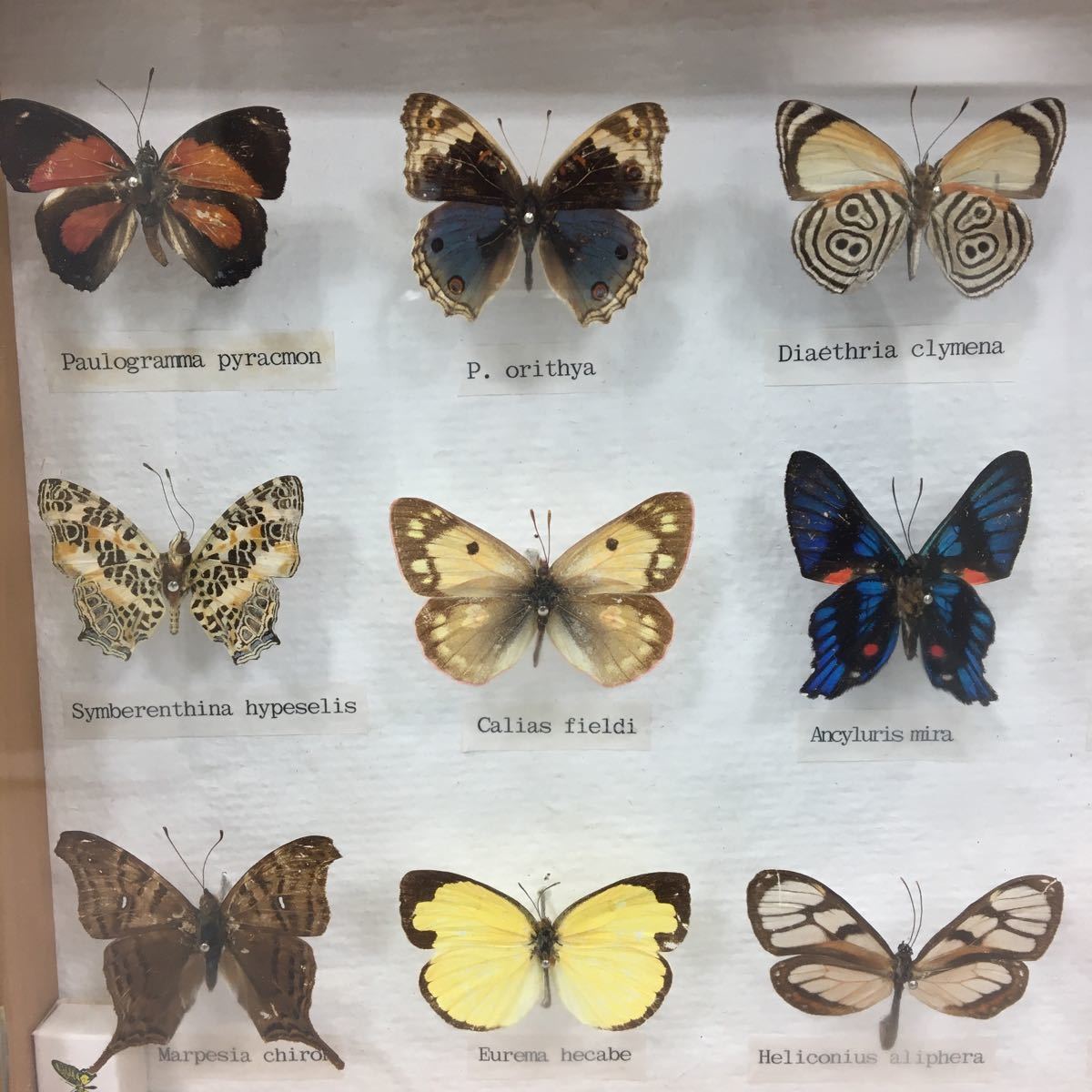 【中古】蝶 標本 17匹_3
