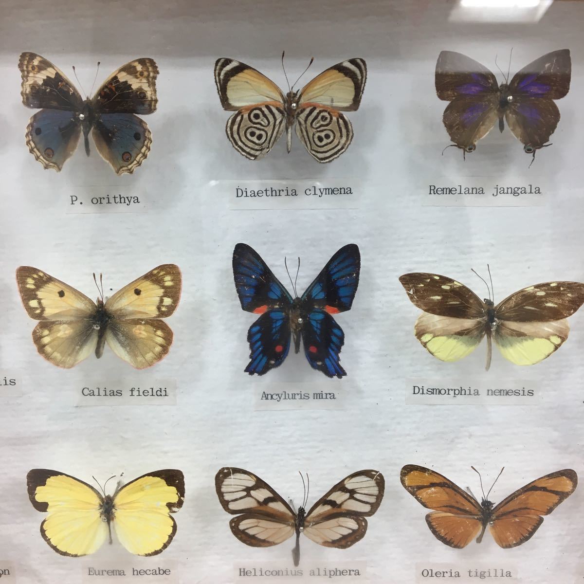 【中古】蝶 標本 17匹_4