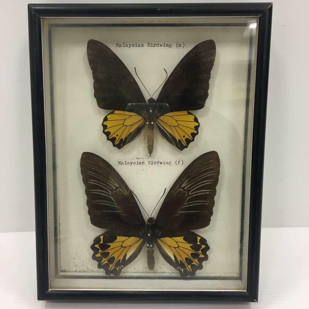 【中古】蝶 標本 17匹_7