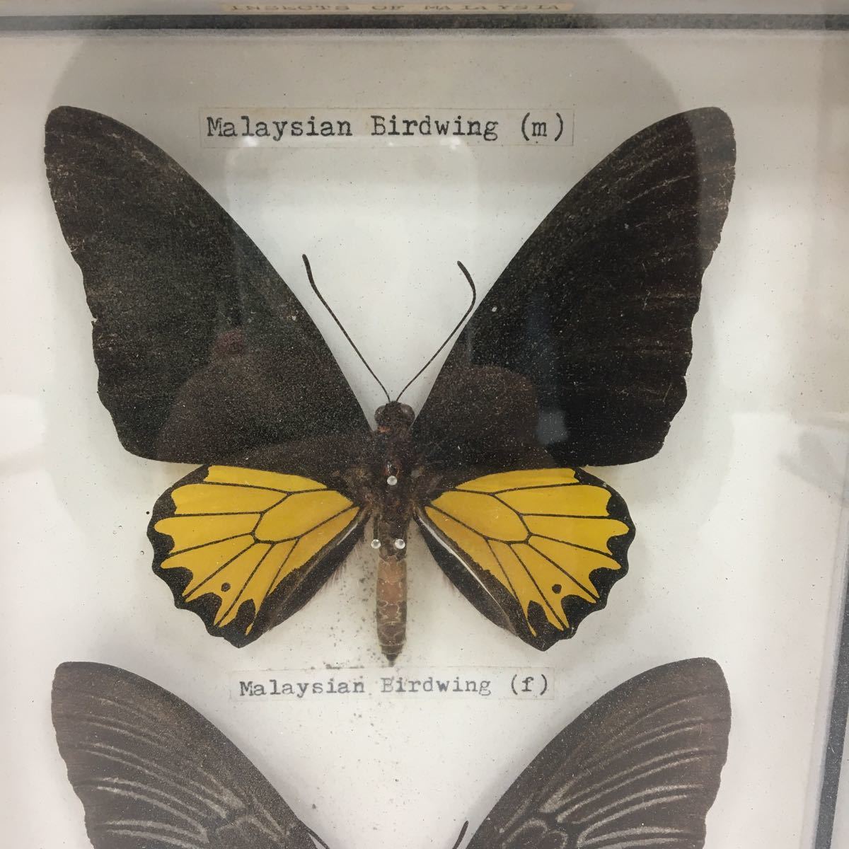 【中古】蝶 標本 17匹_8