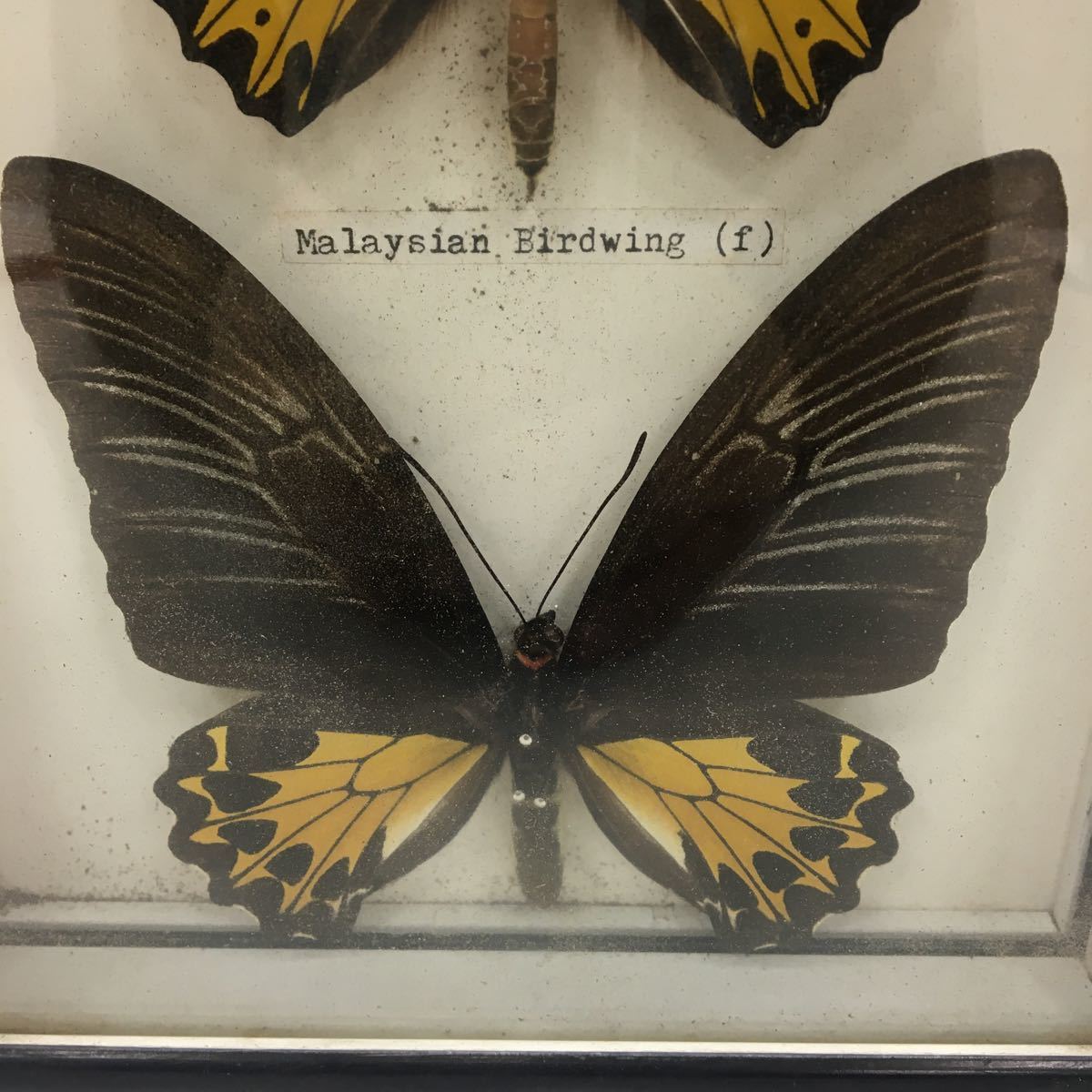 【中古】蝶 標本 17匹_9