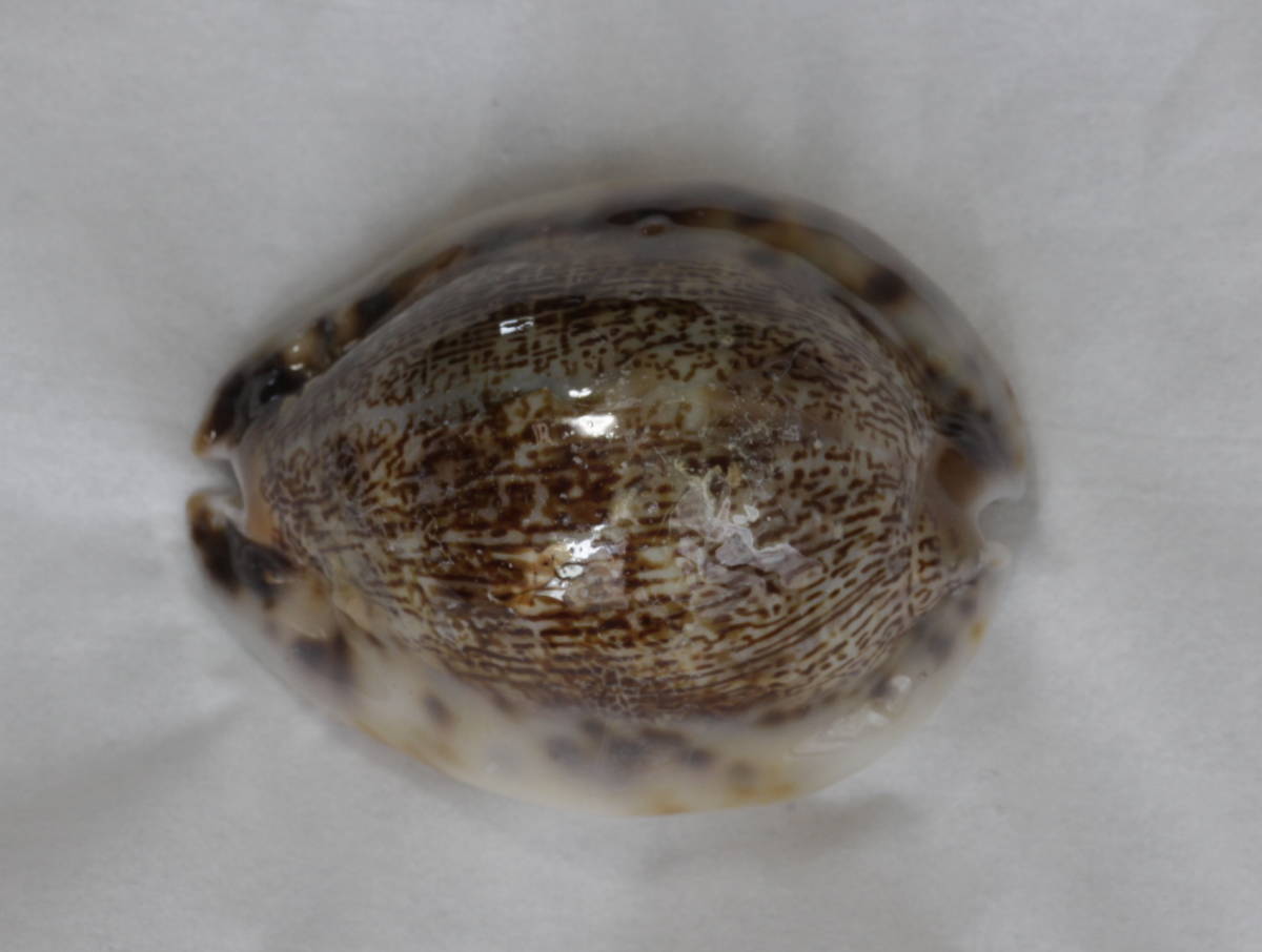 l521155705.1