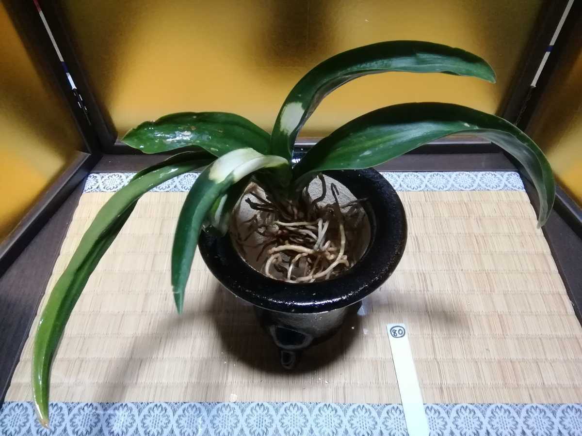 万年青 「聖天の舞」 芋吹き 獅子の名品 珍品 おもと 古典植物 伝統