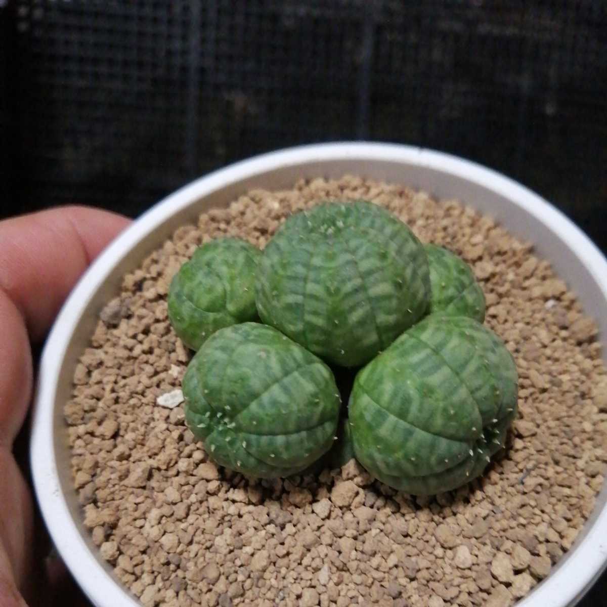 育て方 ユーホルビア 多肉植物 多肉植物 ユーフォルビア Euphorbia 
