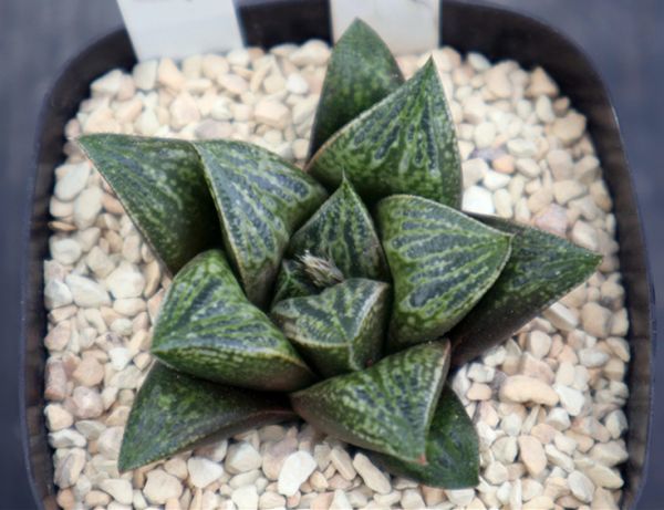ハオルチア 呉竹 実生オリジナル繁殖苗 105g 多肉植物 ハオルチア 九尾