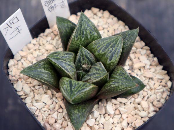 ハオルチア 呉竹 実生オリジナル繁殖苗 105g 多肉植物 ハオルチア 九尾