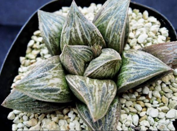 ハオルチア 呉竹 実生オリジナル繁殖苗 105g 多肉植物 ハオルチア 九尾