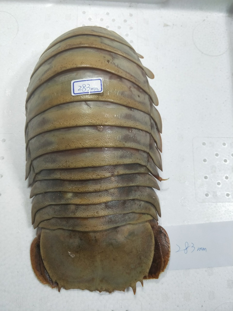 標本 大王具足蟲 ダイオウグソクムシ Bathynomis Giganteas 2mm 生き物 売買されたオークション情報 Yahooの商品情報をアーカイブ公開 オークファン Aucfan Com