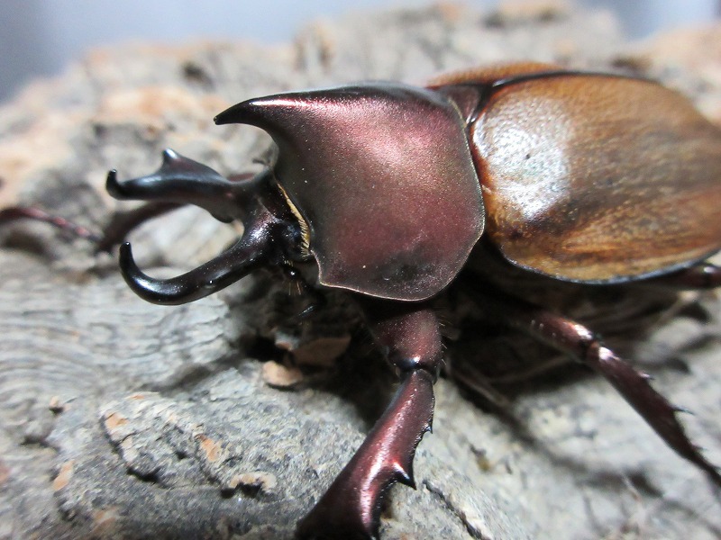マルガリータヒナカブト LOBトリオ！マルガリータヒナカブト Grg 