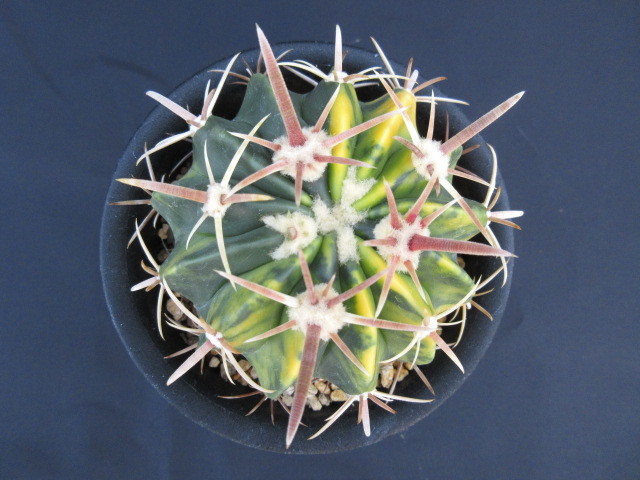 綾波錦 サボテン 多肉植物 実生 エキノカクタス サボテン1綾波錦