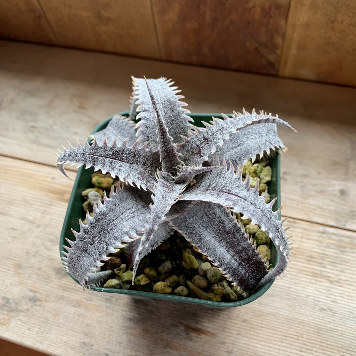 Bill Dyckia Paylen Paylen