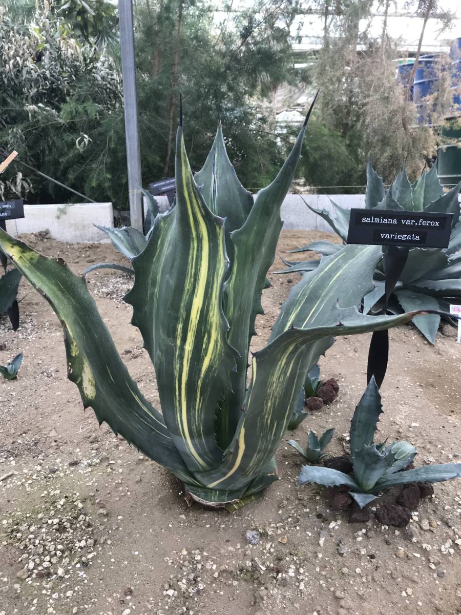 アガベ 斑入り 公式通販 サルミアナフェロックス - サルミアナ Agave
