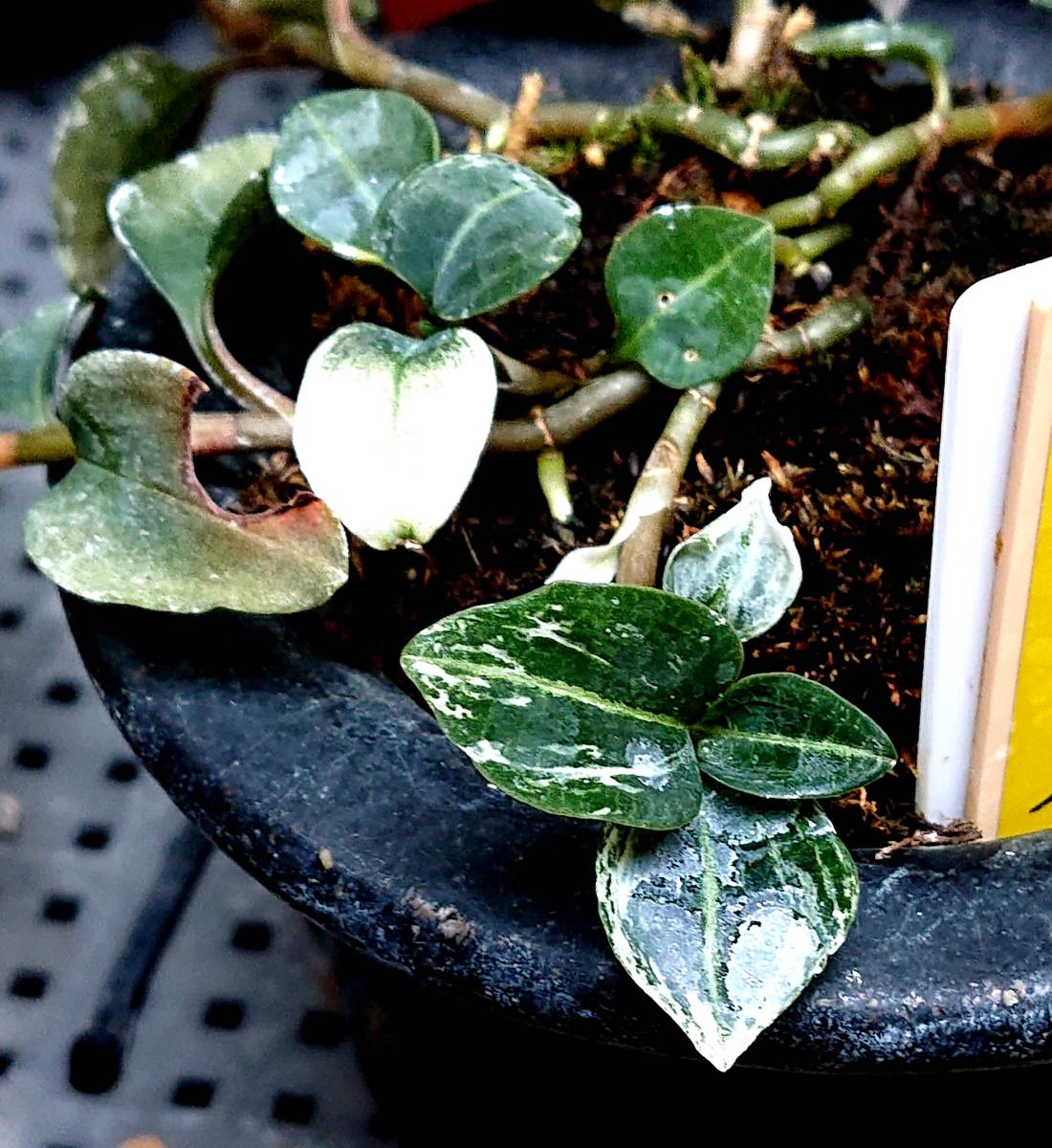 セントポーリア 色ミックス見計らい花苗 3.5号ポット苗｜ 植物の 佐渡