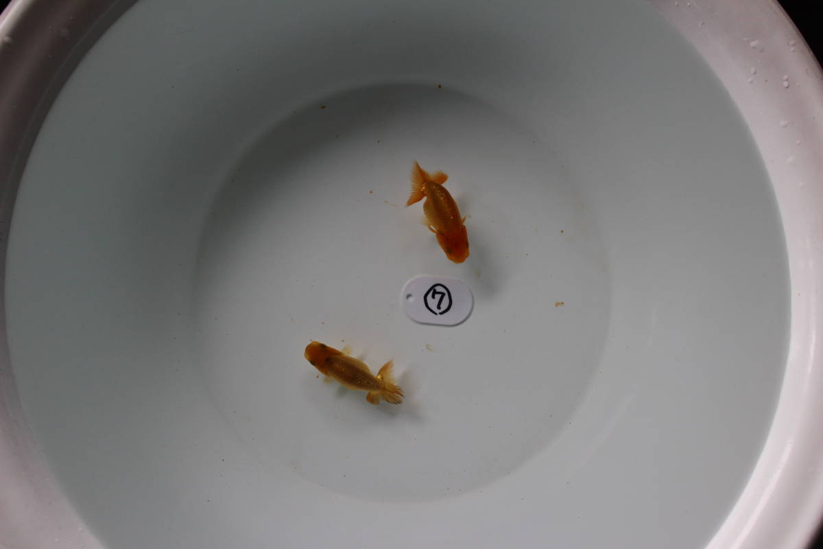 最新作，新作登場 岡山らんちゅう 村上暢彦作仔 当歳魚 ⑦ 2匹セット(らんちゅう)｜売買されたオークション情報、yahooの商品情報をアーカイブ公開 - オークファン らんちゅう
