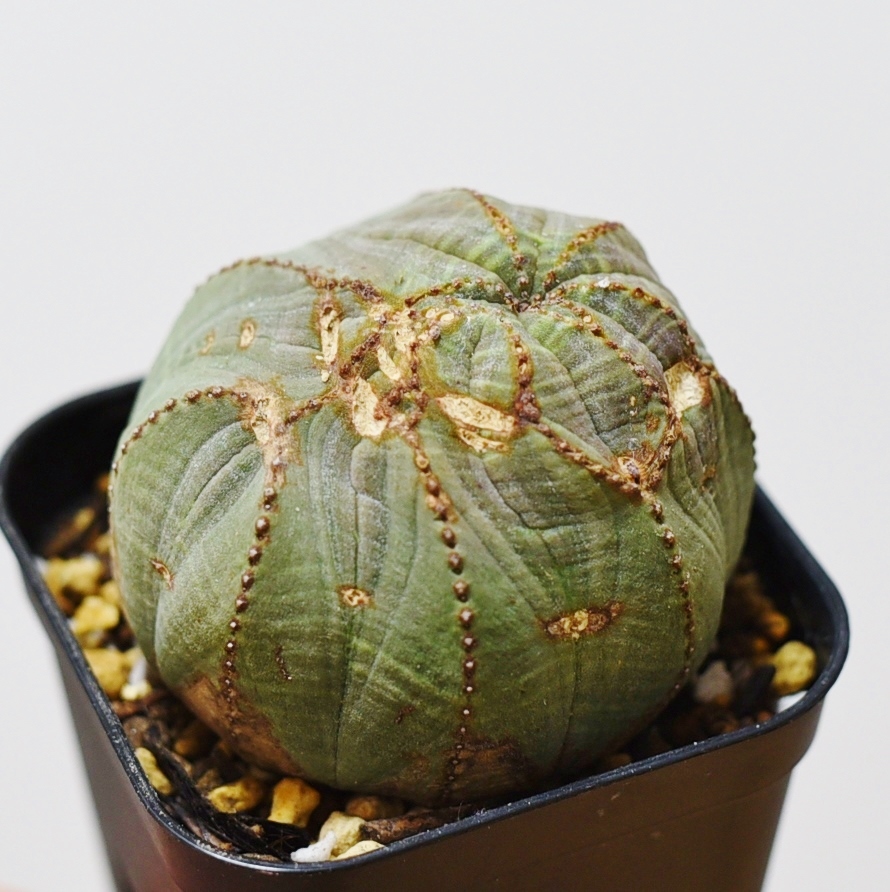 ユーフォルビア オベサ８ euphorbia obesa モンスター モンストローサ 古株 木質化