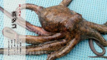 お買い得，人気 富山湾産 獲れたて真空冷凍 天然生マダコ ３ｋ サイズ大 １ｋ ３ｋ(タコ)｜売買されたオークション情報、yahooの商品情報をアーカイブ公開 - オークファン タコ