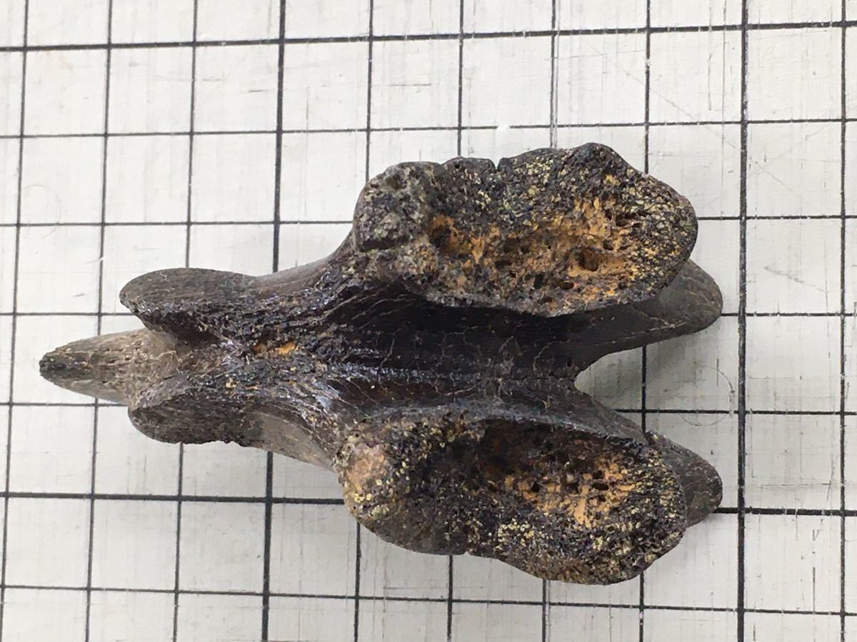 エドモントサウルス – 骨の化石 標本 エドモントサウルス・アンネクテンス