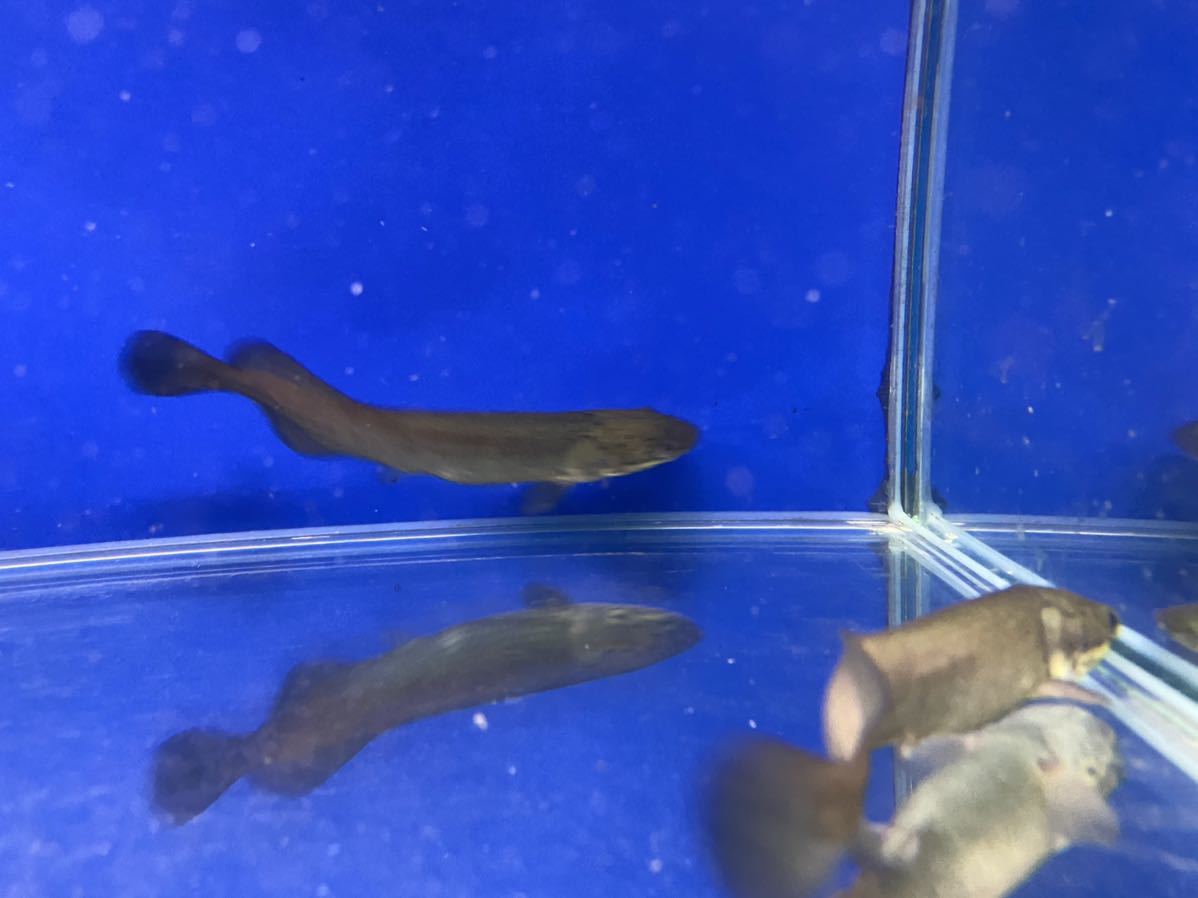 ピラルク XIANLENG 1匹 10から12CM SMサイズ F2 証明書付 千葉 