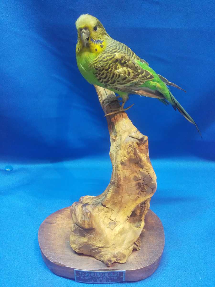 【鳥剥製】アオミミゴシキドリ yellow-eared barbet 標本インコ 剥製 インコ・オウム 鳥類 北海剝製標本社 公式 インテリア レトロ