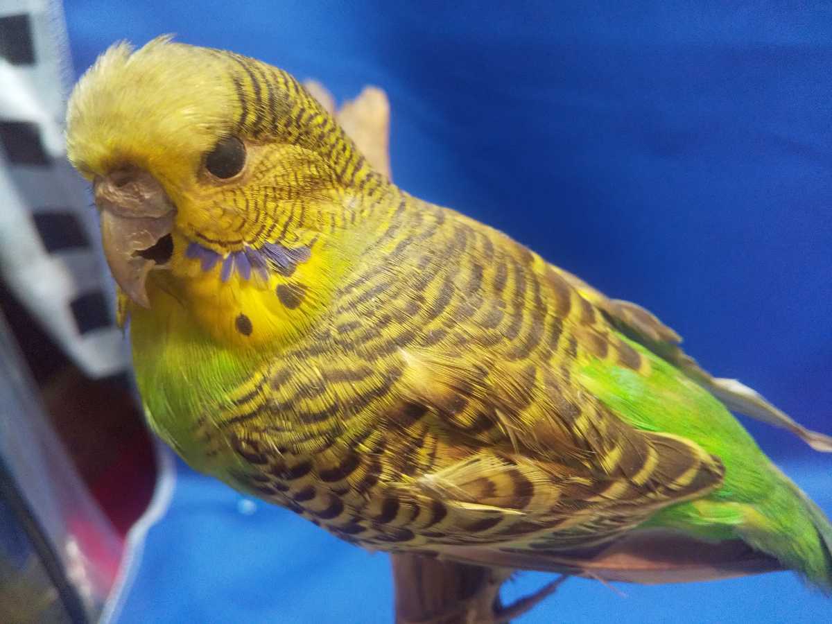 【鳥剥製】アオミミゴシキドリ yellow-eared barbet 標本インコ 剥製 インコ・オウム 鳥類 北海剝製標本社 公式 インテリア レトロ