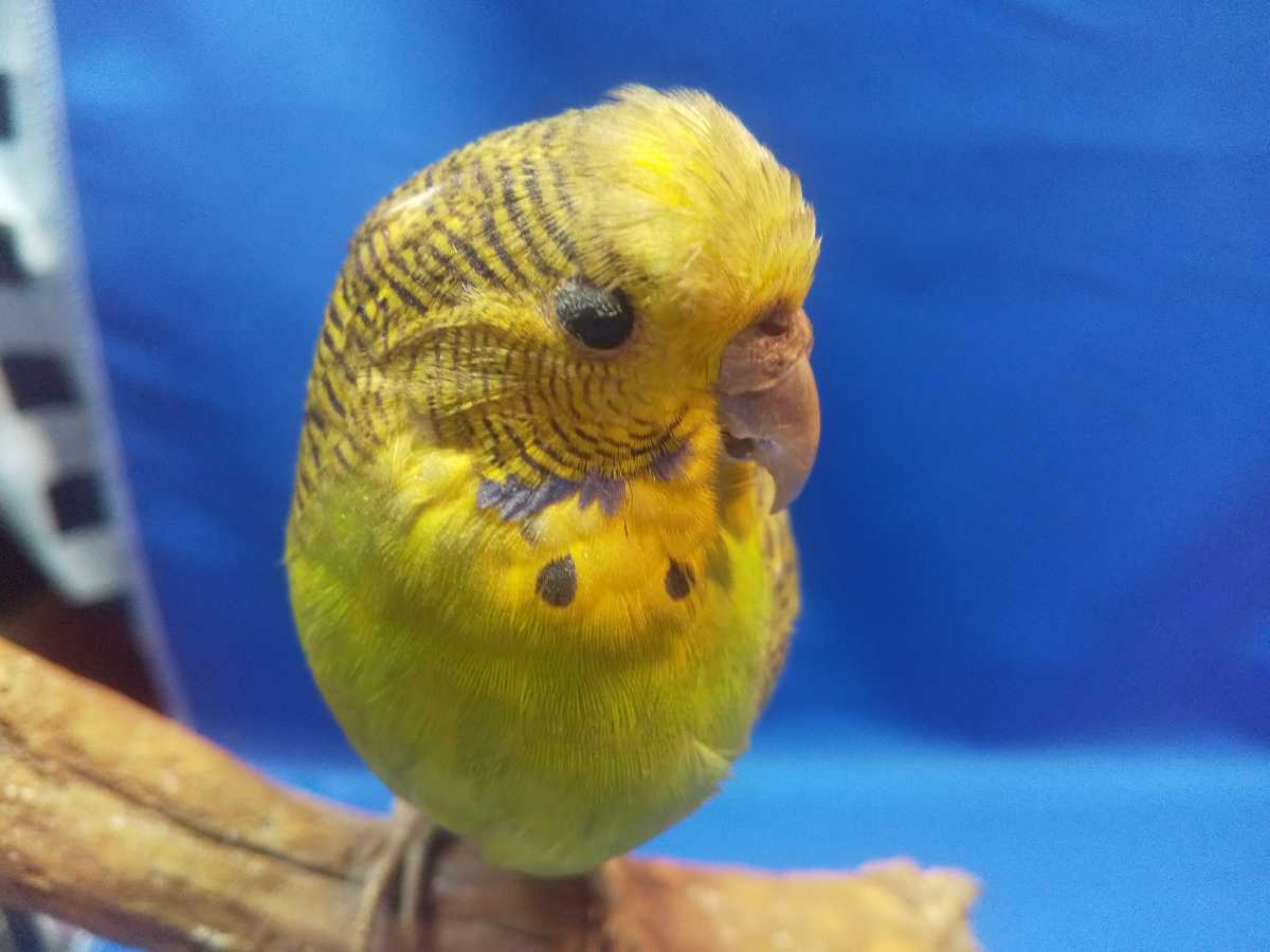 剥製 インコ・オウム 鳥類 北海剝製標本社 公式 インテリア レトロ