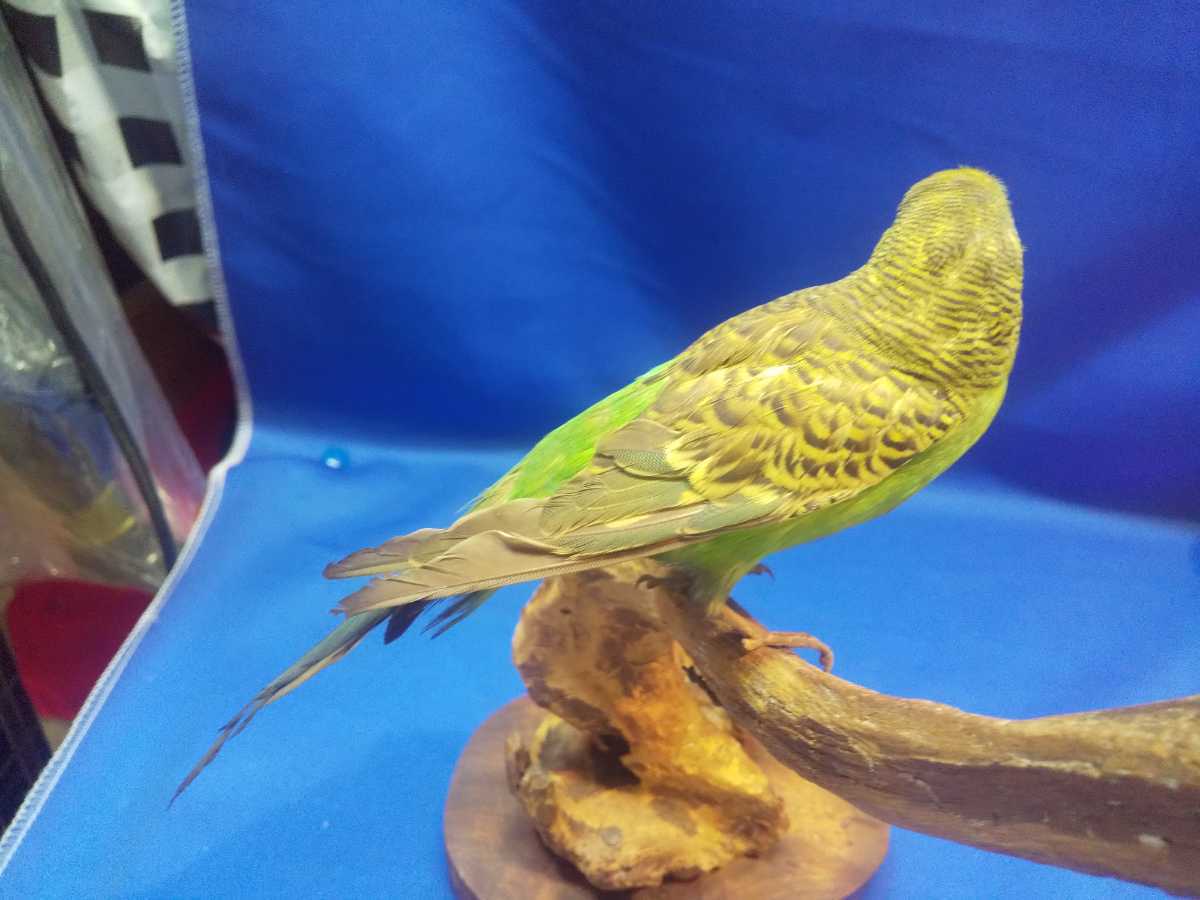 剥製 インコ・オウム 鳥類 北海剝製標本社 公式 インテリア レトロ