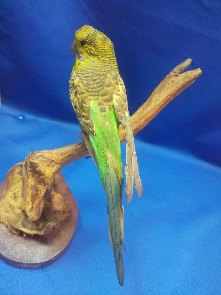 剥製 インコ・オウム 鳥類 北海剝製標本社 公式 インテリア レトロ