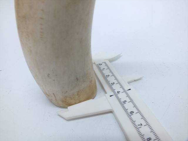鯨歯 マッコウクジラ 抹香鯨 クジラ歯 628g K571 抹香鯨 マッコウ