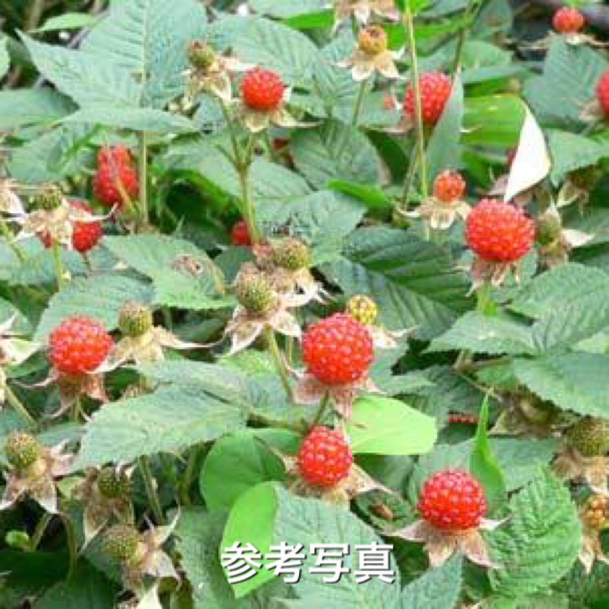 木苺苗2種類6株セット ナワシロイチゴ クサイチゴの抜き苗 国産ラズベリー ワイルドストロベリー 売買されたオークション情報 Yahooの商品情報をアーカイブ公開 オークファン Aucfan Com