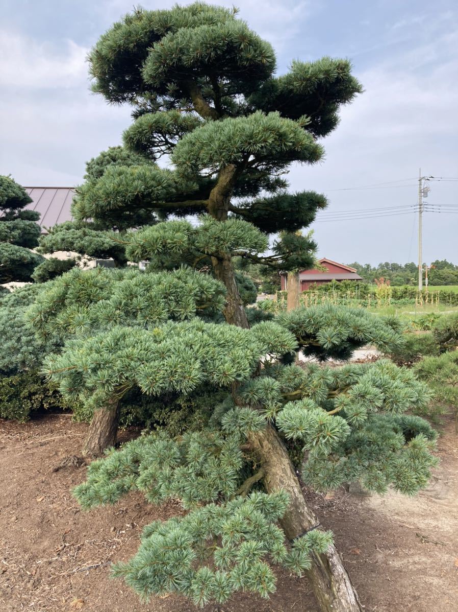 五葉松 移植物 仕立物　植木　庭木　造形　公園　庭園　会社　記念樹　千葉県発　現物確認対応 五葉松 植木 庭木 庭園 記念樹 会社 公園 造形 仕立物 移植物 千葉県発