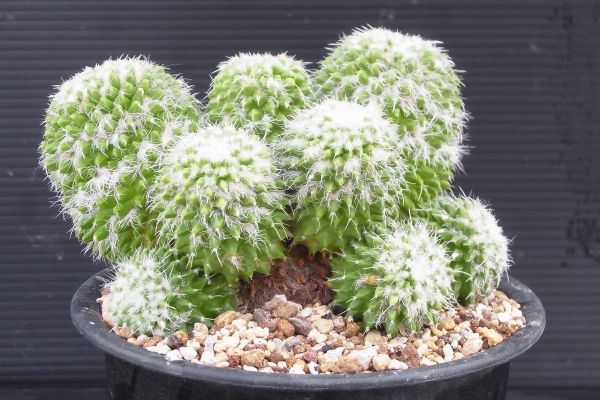 14.菊水 3苗 サボテン 多肉植物