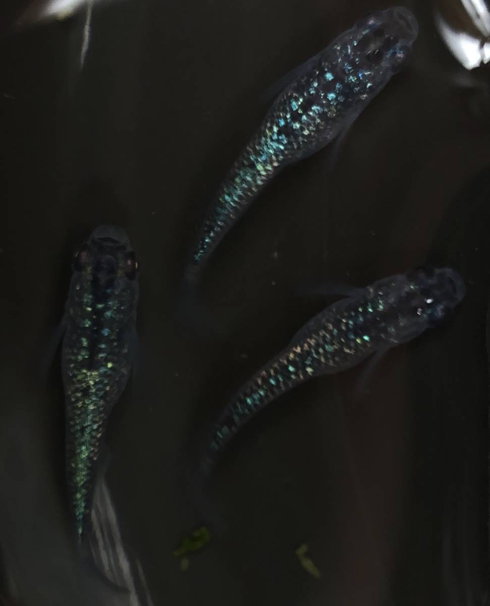 【現物出品】静楽庵様血統　黒ラメ幹之　サファイア　1ペア＋1