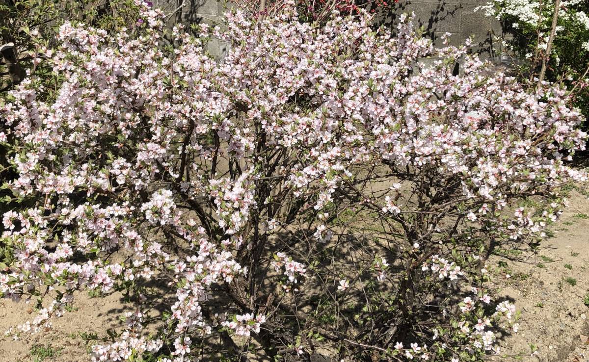 ユスラウメ 挿し穂 5本 バラ科 サクラ族 挿し木 梅桃 山桜桃梅 桜 落葉樹 山野草 バラ 売買されたオークション情報 Yahooの商品情報をアーカイブ公開 オークファン Aucfan Com