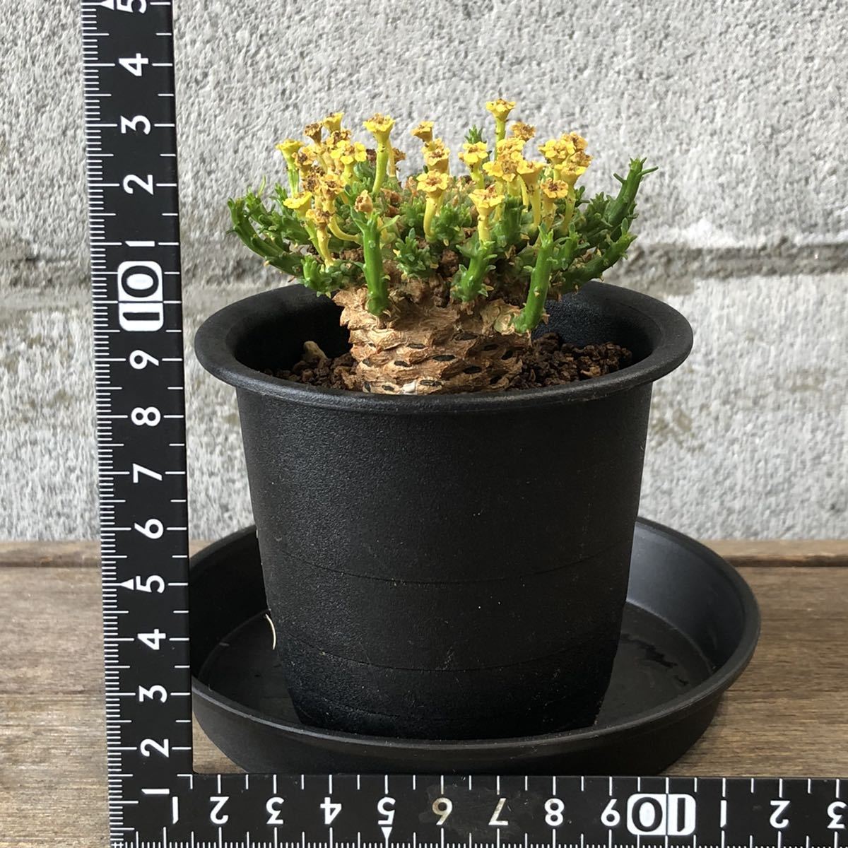 オーバーフロー アクリル水槽 Marfiedマグネットポンプ セット 120×45×55