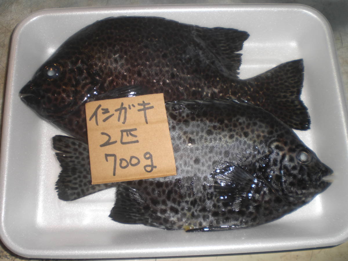 500円スタート 和歌山産 イシガキダイ 冷凍 魚 売買されたオークション情報 Yahooの商品情報をアーカイブ公開 オークファン Aucfan Com 500円スタート 和歌山産 イシガキダイ 冷凍 魚 売買されたオークション情報 Yahooの商品情報をアーカイブ公開 オークファン Aucfan Com