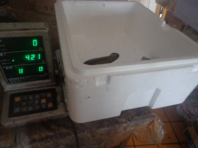 本物保証，豊富な ② 瀬戸内産 天然鰻 発送時に〆て開いて焼き上げます(魚介類)｜売買されたオークション情報、yahooの商品情報をアーカイブ公開 - オークファン その他