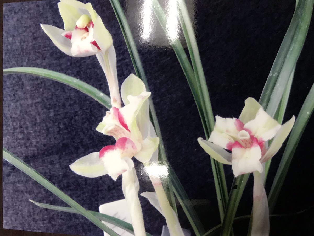 【品質保証，SALE】 日本春蘭 神峰桜 茨城県産 採取者購入 6本(ラン)｜売買されたオークション情報、yahooの商品情報をアーカイブ公開 - オークファン ラン