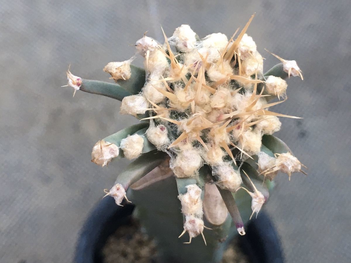 晃山 モンスト Leuchtenbergia principis 仔吹 サボテン | - レウ