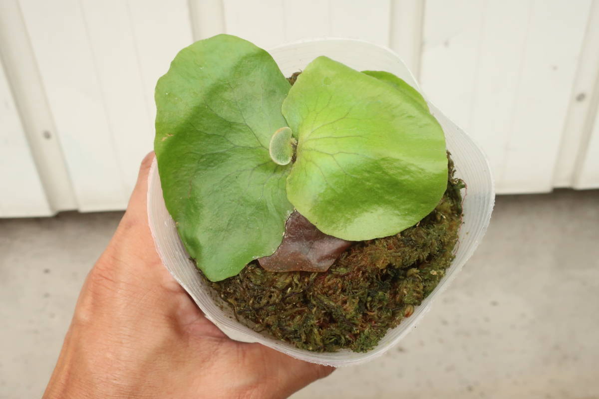 俺のビカクシダ Oddity African Platycerium sp. 
