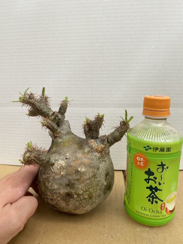 ナ78 【塊根植物・現地株】パキポディウム グラキリス【最新到着株