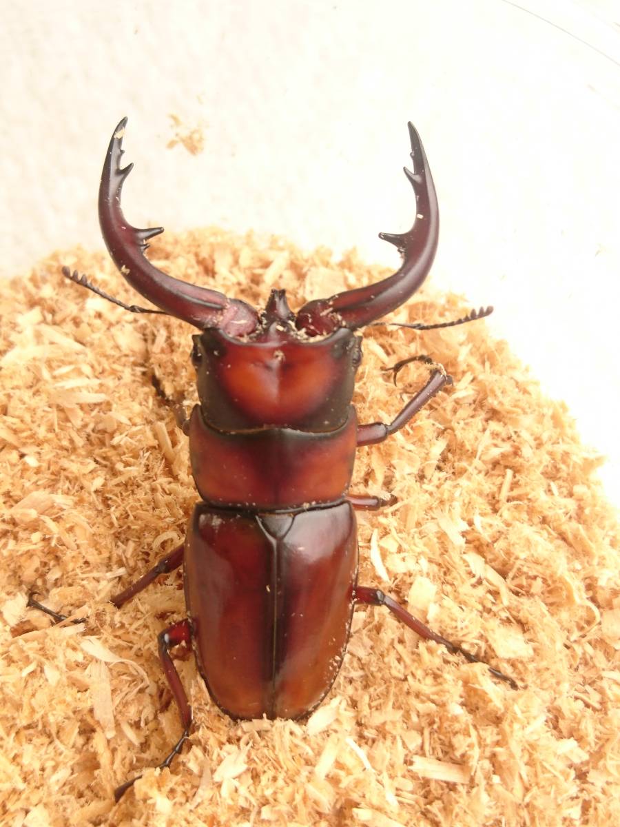 人気定番，低価 悪石島産トカラノコギリクワガタ新成虫♂64mm ♀37ｍｍペア(国産)｜売買されたオークション情報、yahooの商品情報をアーカイブ公開 - オークファン 国産