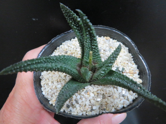 ○○サボテン マクドガリー Ortegocactus macdougallii カキコ 自根 ○○