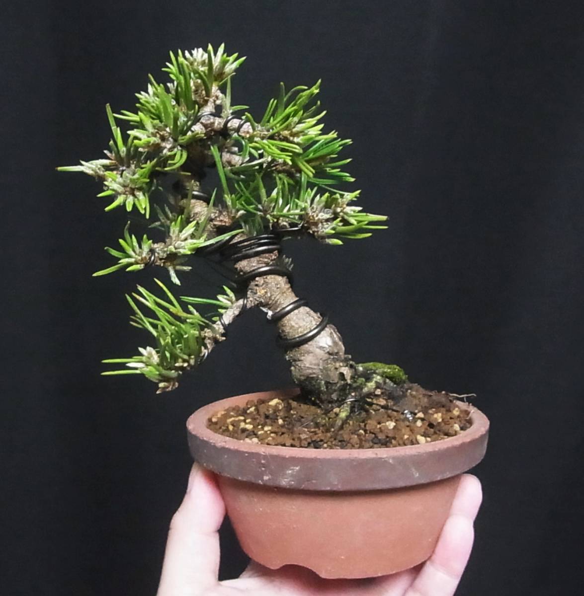 寸梢黒松 小品盆栽 樹高14cm 極太針 持ち込み品！！ 【公式通販】