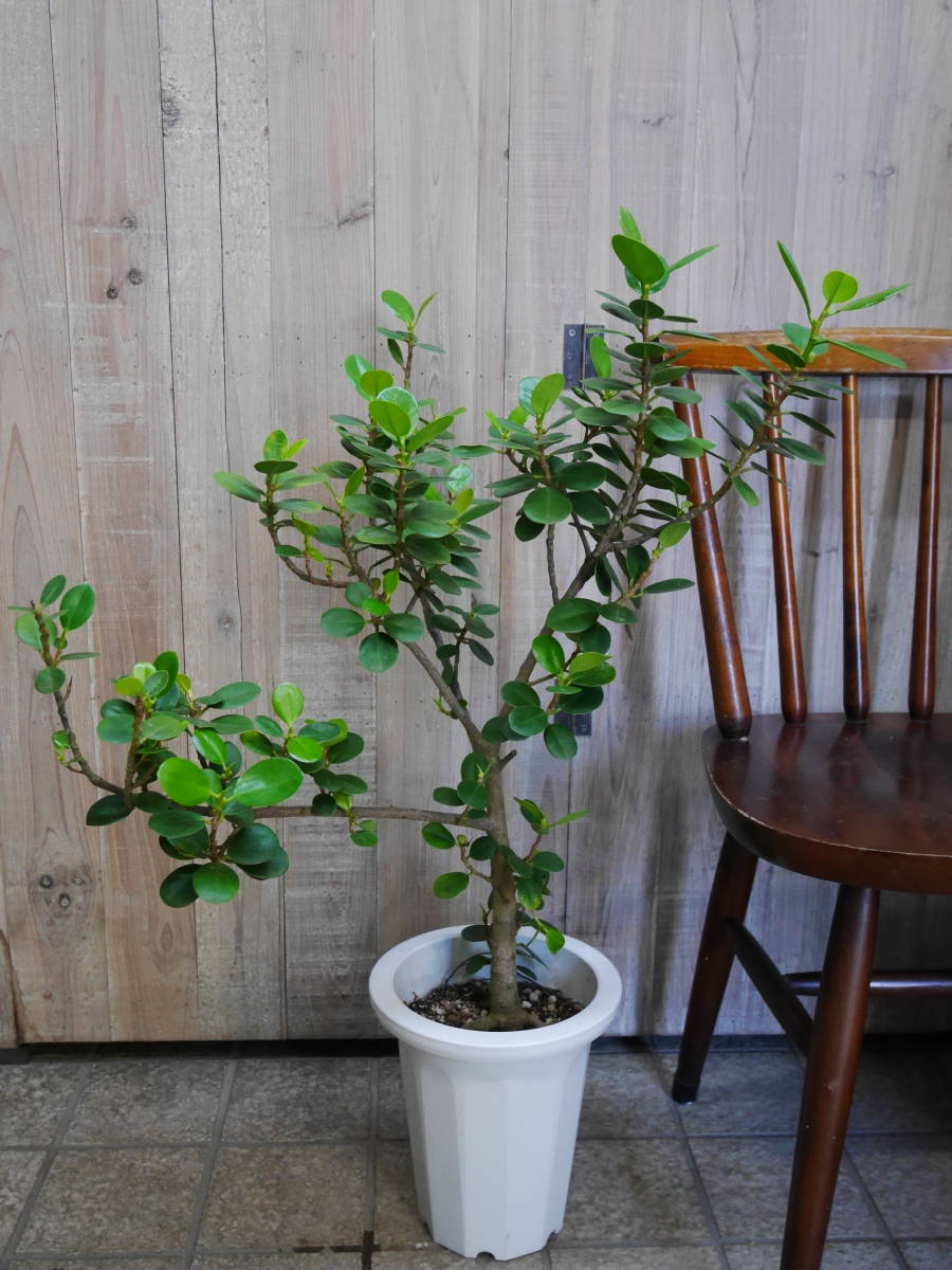 卸価格！観葉植物 パンダガジュマル ガジュマル 7号鉢 約85㎝ 2