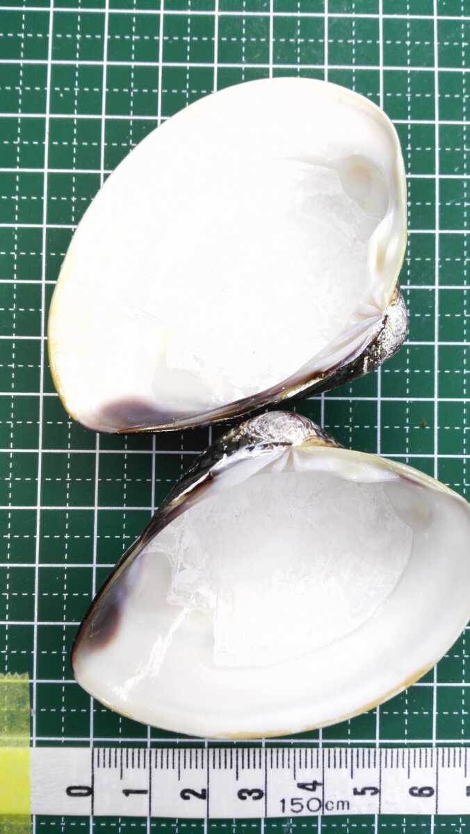 ハマグリ 単品65 008 貝合わせ 貝覆い 蛤 貝殻 標本 東京湾産 手芸 材料 ハンドメイド コレクション 天然 非加熱 素材 置物 材料 売買されたオークション情報 Yahooの商品情報をアーカイブ公開 オークファン Aucfan Com