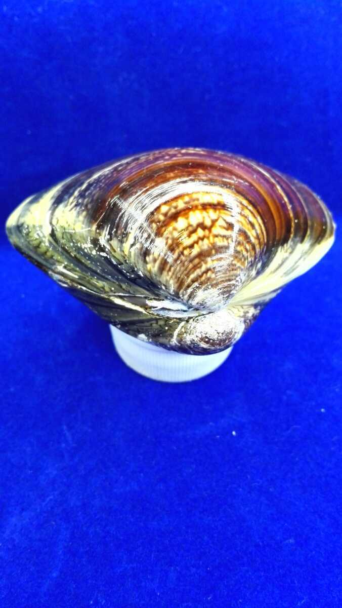 ハマグリ 単品65 008 貝合わせ 貝覆い 蛤 貝殻 標本 東京湾産 手芸 材料 ハンドメイド コレクション 天然 非加熱 素材 置物 材料 売買されたオークション情報 Yahooの商品情報をアーカイブ公開 オークファン Aucfan Com