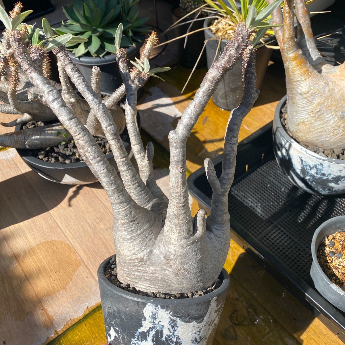 グラキリス パキポディウム コーデックス 現地球 発根済 塊根植物 