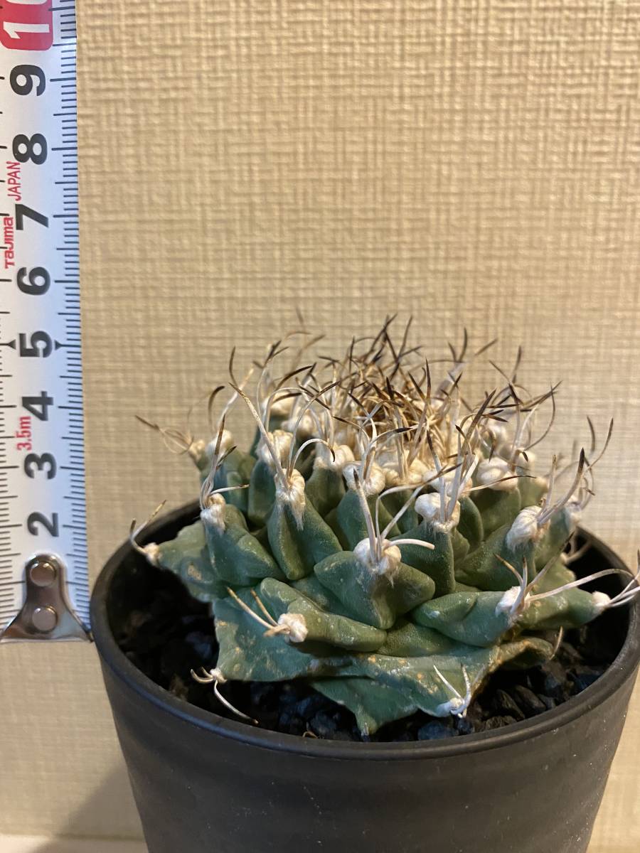 ツルビニカルプス サボテン アロンソイ 多肉植物 | 実生 powered by