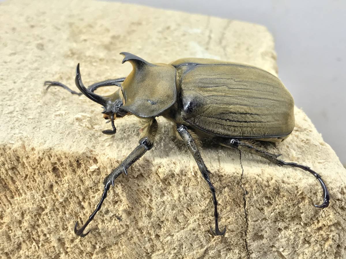 六脚堂 ペア アヌビスゾウカブトの飼育方法｜ペアリングから幼虫管理 