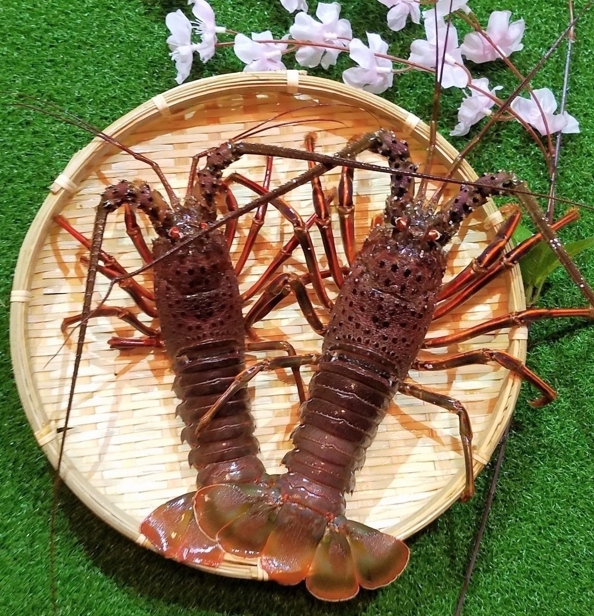 獲れたて新鮮♪太平洋遠州灘産☆活き伊勢エビ☆活き伊勢海老 獲れたて
